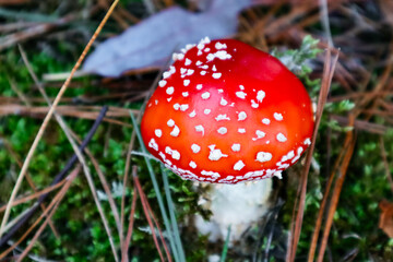 closeup of fly agaric mushroom on mossy bank