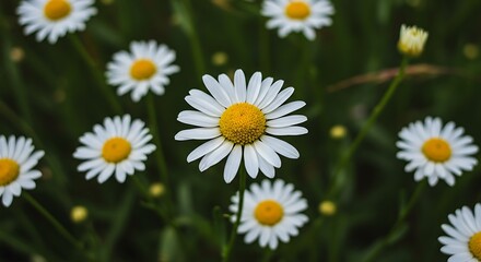Fototapeta premium Whispers of Summer Daisies AI Generated