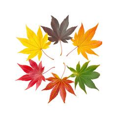 Fototapeta premium Autumn Maple Leaves Circle - Colorful Fall Foliage Arrangement