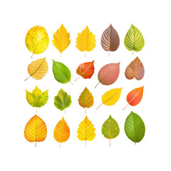 Obraz premium Collection of Colorful Autumn Leaves Diverse Shapes and Hues
