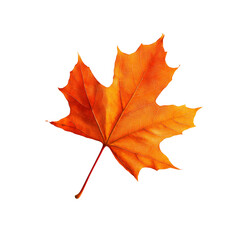 Obraz premium Single Vibrant Orange Maple Leaf Isolated on Transparent Background