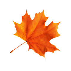Single Vibrant Orange Maple Leaf Isolated on Transparent Background