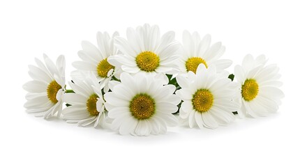 Obraz premium Chamomile's Embrace AI Generated