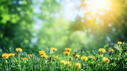 Obraz premium Sunny Meadow Dandelions, Springtime Forest Background