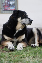 Trucos nuevos, perro viejo