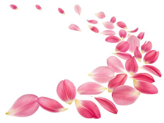 Delicate pink tulip petals create beautiful flow, embodying essence of flower grace and charm in nature design