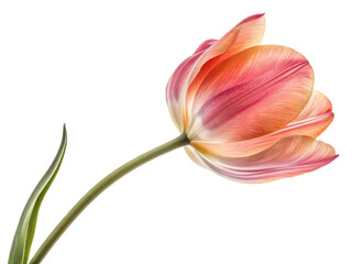Fototapeta premium vibrant tulip flower showcases delicate petals in shades of pink and orange, symbolizing beauty and grace in nature