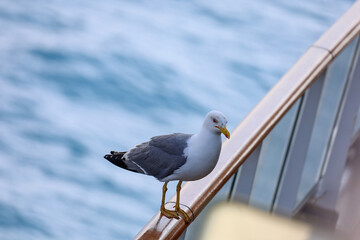 A European herring gull standing on the rail of a cruise ship searching for food.