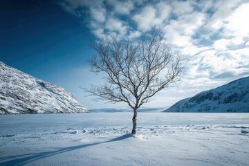 Obraz premium Lonely winter tree standing in open snowy landscape with blue sky background