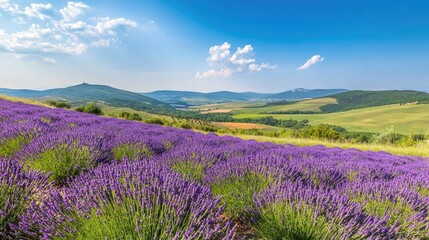 Naklejka premium Panoramic Lavender Fields