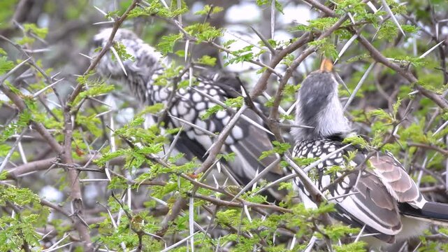 Two Southern red-billed hornbill sitting in a tree during the day at Kruger National Park in Limpopo and Mpumalanga in northeastern South Africa, medium shot