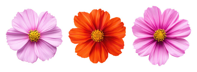 Pink and red cosmos flowers isolated on a transparent background
