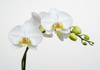 Obraz premium A close up of a white orchid with green buds on a stem against a plain white studio background image