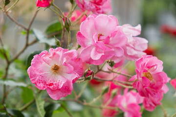 Delicate pastel roses close-up top view full frame. Fragrant bush of pink roses. Natural floral background. Birthday card, wedding, Valentine's Day, Mother's Day. Soft focus, space copy texture petals