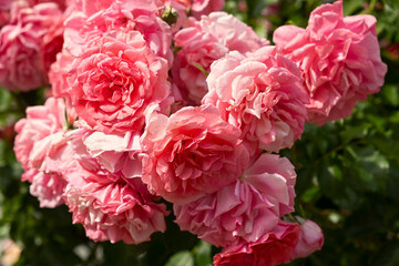 Delicate pastel roses close-up top view full frame. Fragrant bush of pink roses. Natural floral background. Birthday card, wedding, Valentine's Day, Mother's Day. Soft focus, space copy texture petals