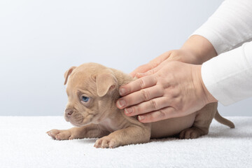 veterinarian's Hands gently petting a small tan puppy lying on a white towel indoors. Small tan puppy with blue eyes being gently petted by hands, concept of care