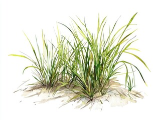 Fototapeta premium Coastal grass cluster growing in sandy soil