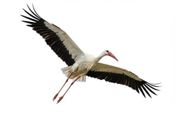 Naklejka premium A white stork soars through the air with its wings spread wide against a plain white background space
