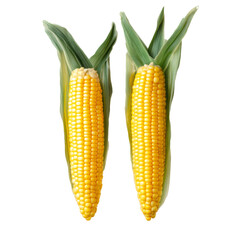 Fresh corn on the cob isolated with green husk on a transparent background showcasing vibrant yellow kernels, Corn isolated on transparent