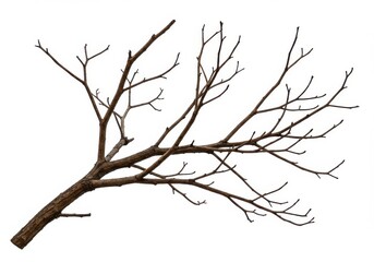 Obraz premium A single brown tree branch with many smaller twigs extending from it against a white background plain studio shot