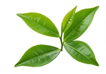 Obraz premium A close up of a sprig with several green leaves arranged against a plain white background image view