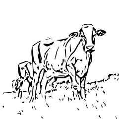 cow and calf vector illustration 