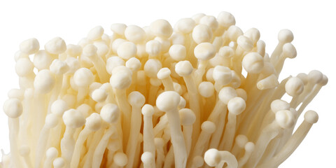 A bunch of white mushrooms with a white background