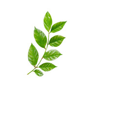 Fototapeta premium A spring notepad with a fresh green leaf placed on top, ideal for natureinspired notes and creativity, spring notepad front view, file of isolated object on transparent background