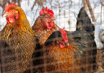 Three chickens are standing in a pen with a wire fence