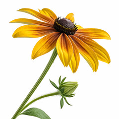 Rudbeckia 3D rendered flower vividly isolated on a white background with bright petals and realistic textures
