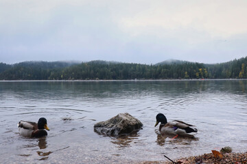 Two ducks swimming next to rock at Eibsee