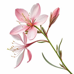 Gaura 3D rendered flower gracefully isolated on a white background with delicate petals and soft tones
