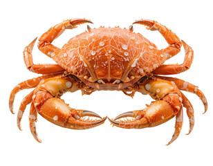 Isolated Cooked Crab Close Up Ready to Eat Seafood Delicacy