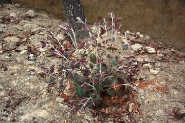 A resilient tree stump with vibrant new growth sprouting from its center, surrounded by rocky soil and small plants. This natural scene symbolizes regrowth and the persistence of life.