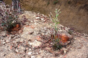 A resilient tree stump with vibrant new growth sprouting from its center, surrounded by rocky soil and small plants. This natural scene symbolizes regrowth and the persistence of life.