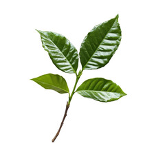 Fototapeta premium Coffee leaves isolated on transparent background showcasing their vibrant green colors and unique textures in a light setting, coffee leaves isolated on transparent background