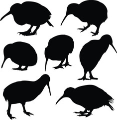 kiwi bird isolated on a white background.
