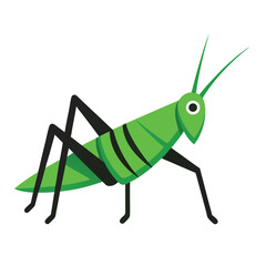 Grasshopper vector icon isolated on white background