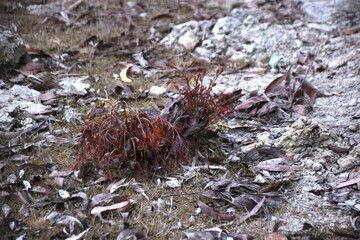 Visually narrating resilience and sustainability with stunning depictions of renewal and textured natural landscapes