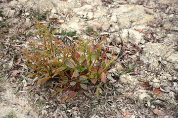 Capturing the harmony of growth and sustainability, emphasizing renewal and nature's enduring beauty.