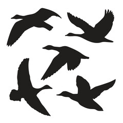 Flying Duck Silhouettes Collection - A Stylish Array of Black Duck Designs in Flight Perfect for Illustrations, Logos, and Wildlife Projects.