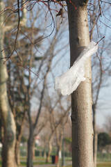 Plastic bag caught on a tree branch in a park during early spring
