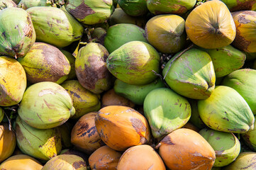 fresh green coconuts for sale on street market harvesting coconuts fruits tropical (Cocos nucifera)

