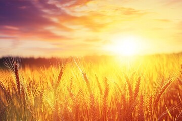 Fototapeta premium Golden Wheat Field at Sunset with Vibrant Skies and Warm Glow