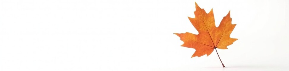 A single, isolated maple leaf floats on white, isolation, leaf