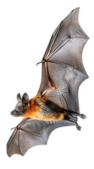 Flying Bat Isolated on White Background Wildlife Photography