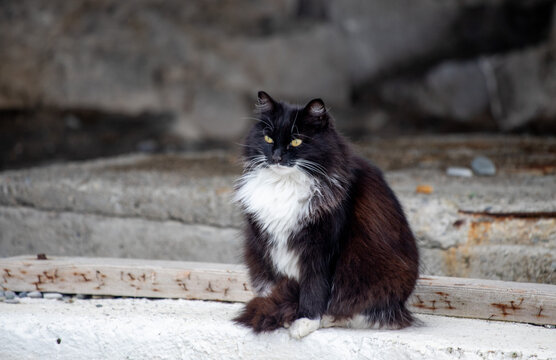 A black and white cat sits on a ledge