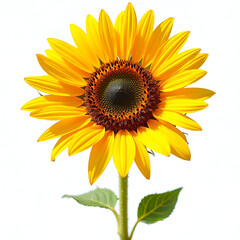 Obraz premium Bright Yellow Sunflower with Large Brown Center – Close-Up Floral Photography with Vibrant Petals 