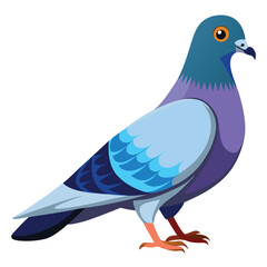 Pigeon isolated on white background 