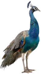 Obraz premium Peacock Standing Isolated Against White Background with Colorful Plumage